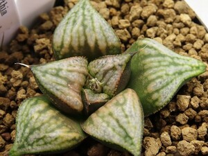 ■[W030]古都姫葵（金子）　ヤマト運輸 【多肉植物　Haworthia　ハオルチア　ハオルシア】