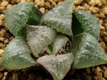 ■[W023]プラネタリウム　ヤマト運輸 【多肉植物　Haworthia　ハオルチア　ハオルシア】_画像1