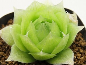 ■[W012]lockwoodii CL1 Near Laingsburg ロックウッディ　ヤマト運輸 【多肉植物　Haworthia　ハオルチア　ハオルシア】