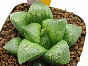 ■[W005]仮面舞踏会　ヤマト運輸 【多肉植物　Haworthia　ハオルチア　ハオルシア】