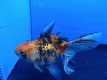 極上美金魚♪トリコロールオランダ獅子頭虎柄銀鱗♪約９センチ♪今年もアレの連覇に向かって〜♪綺麗な虎柄獅子頭ちゃん♪_画像7