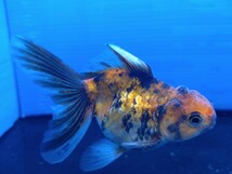 極上美金魚♪トリコロールオランダ獅子頭虎柄銀鱗♪約９センチ♪今年もアレの連覇に向かって〜♪綺麗な虎柄獅子頭ちゃん♪_画像2