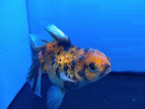 極上美金魚♪トリコロールオランダ獅子頭虎柄銀鱗♪約９センチ♪今年もアレの連覇に向かって〜♪綺麗な虎柄獅子頭ちゃん♪