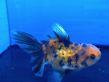 極上美金魚♪トリコロールオランダ獅子頭虎柄銀鱗♪約９センチ♪今年もアレの連覇に向かって〜♪綺麗な虎柄獅子頭ちゃん♪_画像8