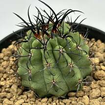 ◆ネオポルテリア　暗黒王　エリオシケ◆サボテン・多肉植物　◆CACTI7◆1574_画像7