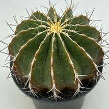 ◆フェロカクタス　シュワルジー　黄彩玉◆サボテン・多肉植物◆CACTI7◆1833_画像4