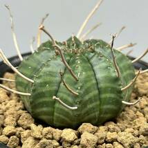 ◆ユーフォルビア　バリダ◆サボテン・多肉植物　◆CACTI7◆1830_画像4