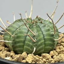 ◆ユーフォルビア　バリダ◆サボテン・多肉植物　◆CACTI7◆1830_画像6