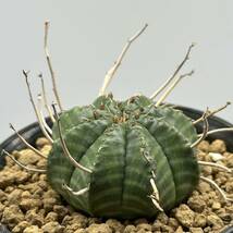 ◆ユーフォルビア　バリダ◆サボテン・多肉植物　◆CACTI7◆1830_画像10