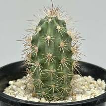 ◆ Echinocereus coccineus エキノケレウス　コッキネウス◆サボテン・多肉植物　◆CACTI7◆1846_画像6