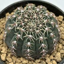 ◆ギムノカリキウム　瑞昌玉◆サボテン・多肉植物　◆CACTI7◆1023_画像3