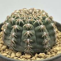 ◆ギムノカリキウム　瑞昌玉◆サボテン・多肉植物　◆CACTI7◆1023_画像7