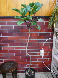 １円スタート　観葉植物　インテリア　フィカス　リラータ　バンビーノ　約140センチ