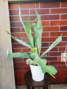  postage included decorative plant staghorn fern Platycerium approximately 70 centimeter 2