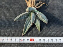 アガベ ニッケルシー 抜き苗発送 実生 Agave nickelsiae_画像9