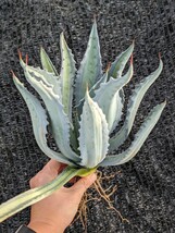 アガベ アメリカーナ エクスパンサ パリーダ レモンライム 抜き苗発送 Agave americana expansa pallida lemonlime_画像6