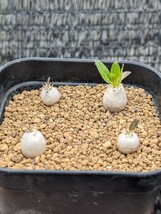 レウコキサンツム 4本セット 鉢ごと発送 実生 パキポディウム Pachypodium leucoxanthum_画像4