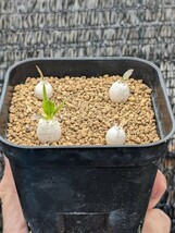 レウコキサンツム 4本セット 鉢ごと発送 実生 パキポディウム Pachypodium leucoxanthum_画像1