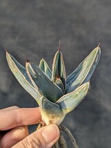 アガベ ニッケルシー 抜き苗発送 実生 Agave nickelsiae_画像5