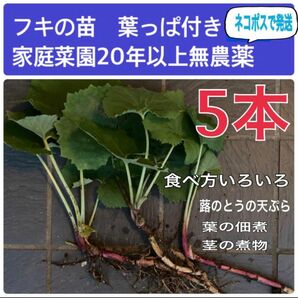 家庭菜園のフキ　5株