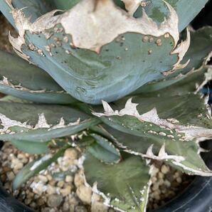 アガベ チタノタ Agave titanota Worthog 特選 PUPの画像5