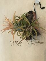 Tillandsia ティランジア イオナンタ ionantha イオナンタドゥルイド　クランプ　エアプランツ_画像3