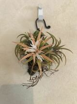 Tillandsia ティランジア イオナンタ ionantha イオナンタドゥルイド　クランプ　エアプランツ_画像1