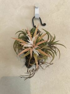 Tillandsia ティランジア イオナンタ ionantha イオナンタドゥルイド　クランプ　エアプランツ