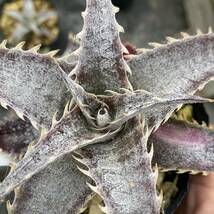 Dyckia 'BaphometHorns' × (choristaminea × dawsonii) #2 ディッキア バフォメットホーンズ × (コリスタミネア × ダウソニー) #2_画像2