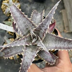 Dyckia 'BaphometHorns' × (choristaminea × dawsonii) #2 ディッキア バフォメットホーンズ × (コリスタミネア × ダウソニー) #2