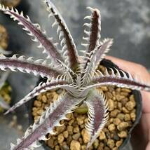 Dyckia Jaws ディッキア ジョーズ_画像5