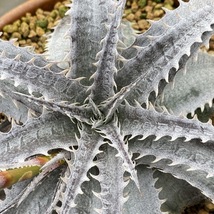 Dyckia GrayOps ディッキア グレイオプス _画像3