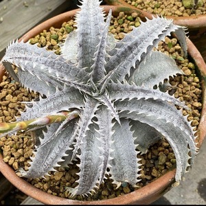 Dyckia GrayOps ディッキア グレイオプス 