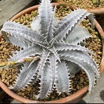 Dyckia GrayOps ディッキア グレイオプス _画像1