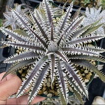 Dyckia Jaws ディッキア ジョーズ_画像3