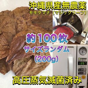 高圧蒸気滅菌済み沖縄県産無農薬モモタマナ　お徳用！サイズランダム200g（20cm程の葉が約100枚相当量）マジックリーフ