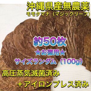 高圧蒸気滅菌済み＋アイロンプレス済み沖縄県産無農薬モモタマナ　お徳用！サイズランダム100g（20cm程の葉約50枚相当量）マジックリーフ