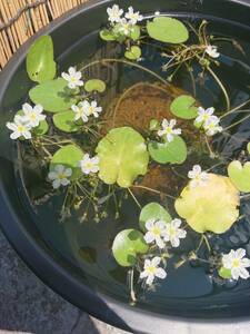 ヒメガガブタ　5株　水草　水生植物A