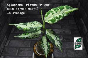 ★BEGO-SELECT★アグラオネマ　”P-00D”★Aglaonema　Pictum ”P-00D"【BEGO-KX/M18-MB/f1】In storage★