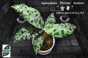 ★BEGO-SELECT★アグラオネマ　”雪華”★Aglaonema　Pictum　4colors　"雪華"【BEGO-A02/L10-CL1/f1】★