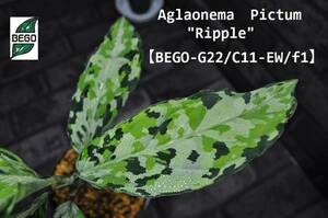 ★BEGO-SELECT★アグラオネマ　オリジナル交配株　リップル★Aglaonema　Pictum　"Ripple"【BEGO-G22/C11-EW/f1】★