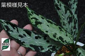 ★BEGO-SELECT★アグラオネマ　炎月★Aglaonema pictum 4color “炎月” from Tigalingga 【HW0818-XG】★