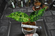 ★BEGO-SELECT★アグラオネマ　”P-00I”★Aglaonema　Pictum ”P-00I"【BEGO-S15/T2-YB/f1】In storage★_画像3