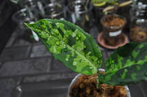 ★BEGO-SELECT★アグラオネマ　”P-00I”★Aglaonema　Pictum ”P-00I"【BEGO-S15/T2-YB/f1】In storage★_画像7