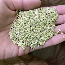令和5年産　希少な緑玄米（うるち米）5キロ　数量限定_画像2