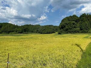 Заказ о новом рисе 5 сентября, молочная королева Iga Rice Rice Iga Rice Pesticides, без органических выращенных фермеров непосредственно напрямую доставку Тройной коричневый рис (30㎏ x 1) доставка