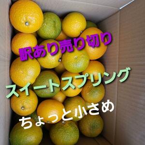 訳あり佐賀県産スイートスプリングちょっと小さめ