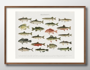 Art hand Auction Affiche de peinture artistique, format A3, poisson, livre d'images Vintage, Illustration, papier mat scandinave, 12036, livraison gratuite, résidence, intérieur, autres