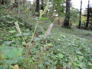 山野草 ナギナタコウジュの種子 500粒 2023年産 日本のハーブ・ナチュラルガーデン・自然の庭・薬草