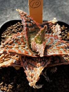 Aloe hybrid ⑩アロエ ハイブリッド 実生　多肉植物 